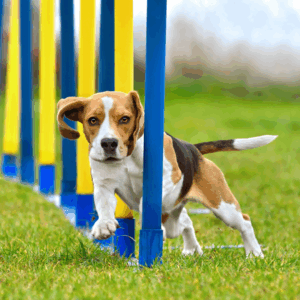What Is Agile Leadership and Why Do You Need It In HR? 