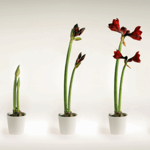 The Evolution of Recruitment A Beacon In the Competitive Labor Market
